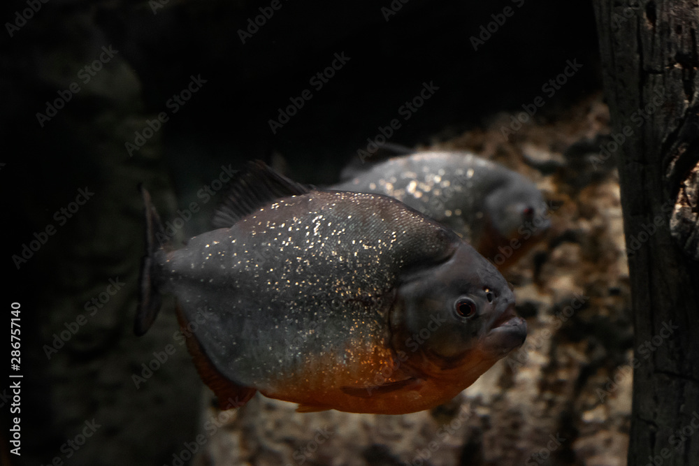The Red Bellied Piranha Also Known As The Red Piranha Pygocentrus Nattereri Is A Aggressive Fish From Amazon Stock Photo Adobe Stock The Red Bellied Piranha Also Known As The Red Piranha Pygocentrus Nattereri Is A Aggressive Fish From Amazon Stock Photo Adobe Stock