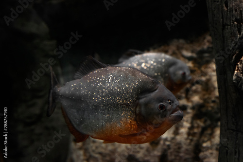 The red-bellied piranha  also known as the red piranha  Pygocentrus nattereri   is a aggressive fish from  Amazon