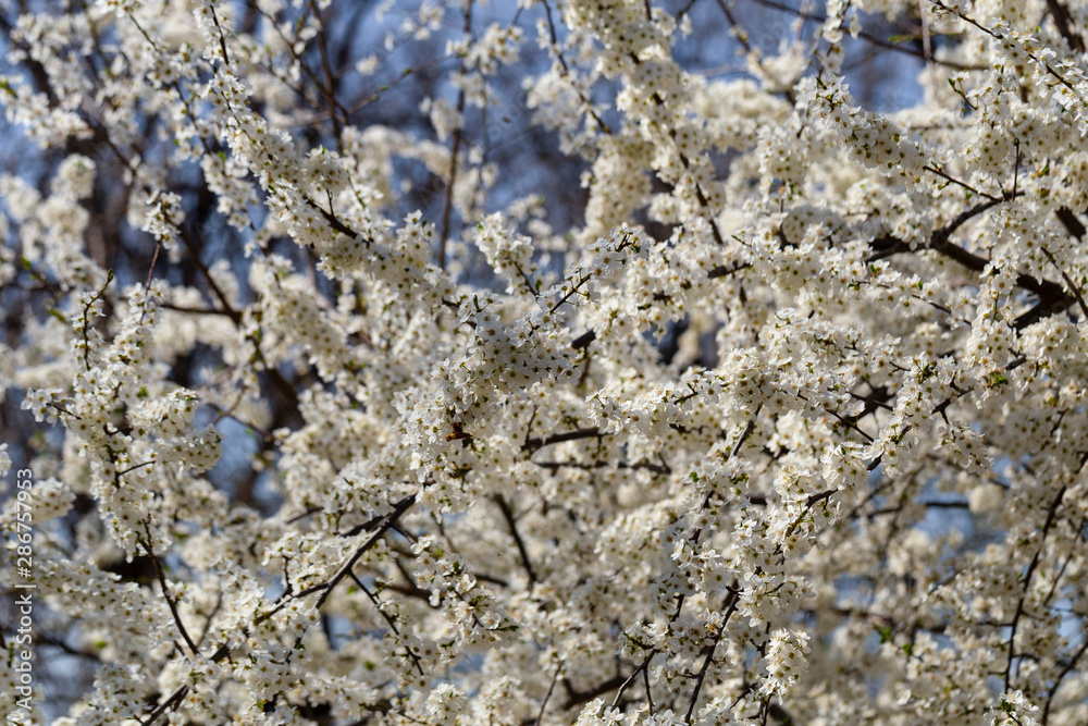 Plum blossom in April. White flowers of fruit tree. Bees and other insects pollinate flowers. Plum blossom in April. White flowers of fruit tree. Bees and other insects pollinate flowers.