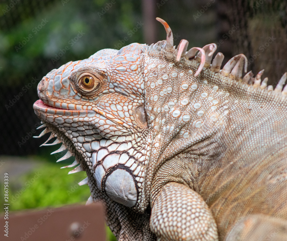 Obraz premium Iguana in zoo
