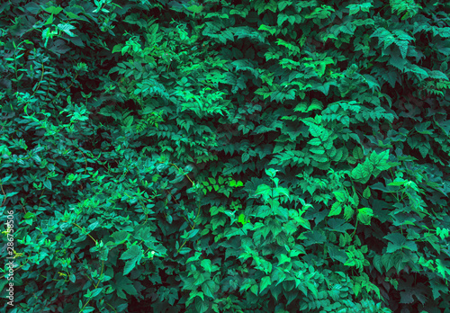 Wall with plants. Leaf texture on wall background