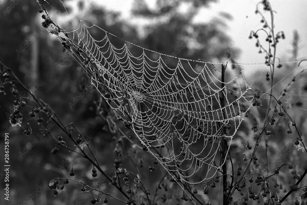 cobwebs in the dew on black background. Halloween background