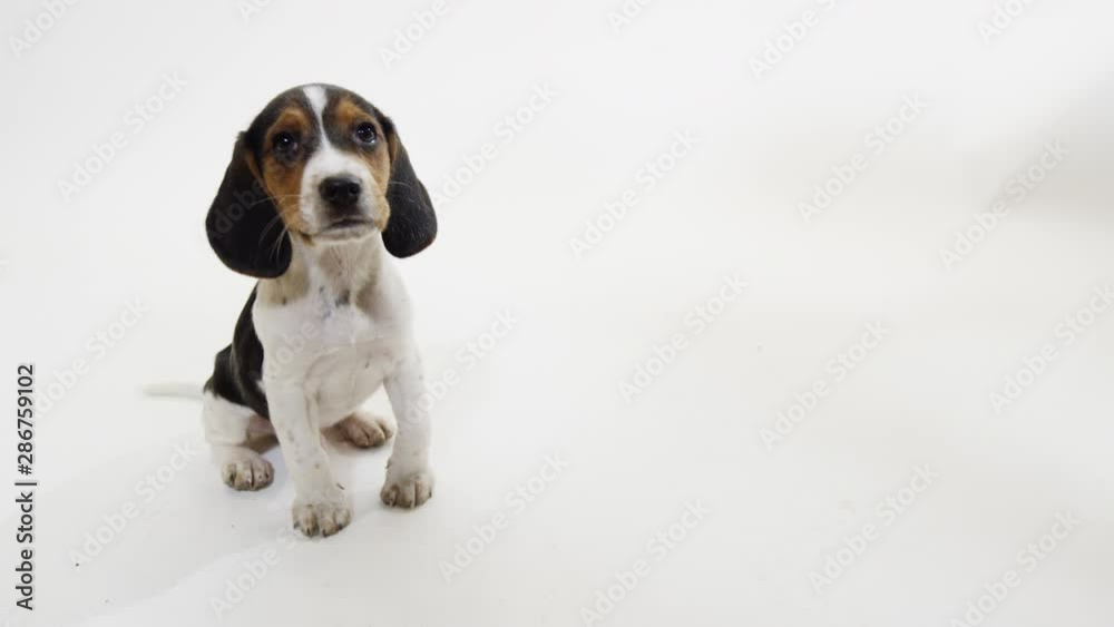 Baby Puppy Beagle on White Background playful slow motion Baby Puppy Beagle on White Background playful slow motion