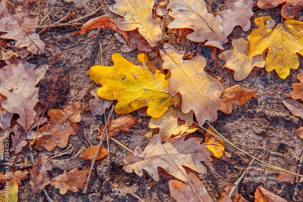 Texture of autumn leaves. Background of yellow and brown leaves fallen to the ground in the park. Texture of autumn leaves. Background of yellow and brown leaves fallen to the ground in the park.
