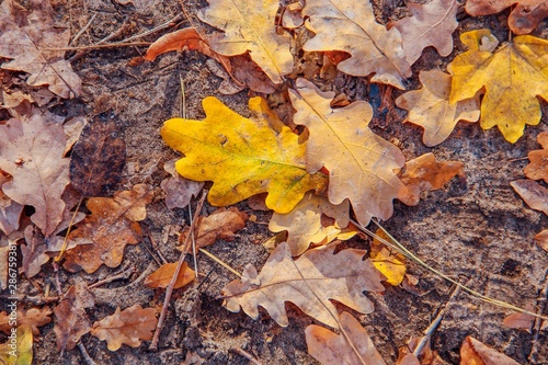 Texture of autumn leaves. Background of yellow and brown leaves fallen to the ground in the park.
