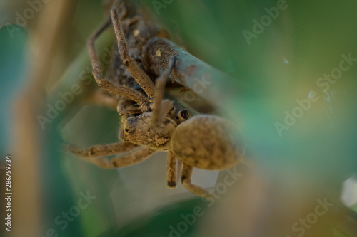 Close up view of lurking wolf spider photo