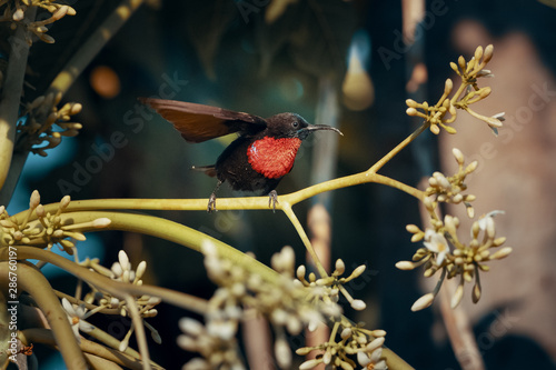 Low angle view of a perched scarlet chested sunbird