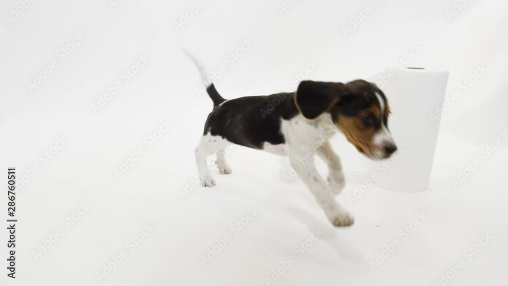 Baby Puppy Beagle on White Background playful slow motion Baby Puppy Beagle on White Background playful slow motion