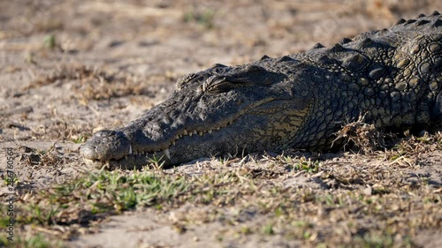 Big, Fierce Nile Crocodile Lying on the Ground, Sun Bathing and Resting on the Bank of the River in Chobe National Park, Botswana, Africa