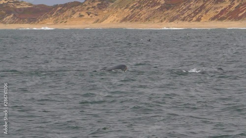 Wallpaper Mural Slow Motion: Humpback whale tail dive in sea at beach against sandy cliff - Monterey, California Torontodigital.ca