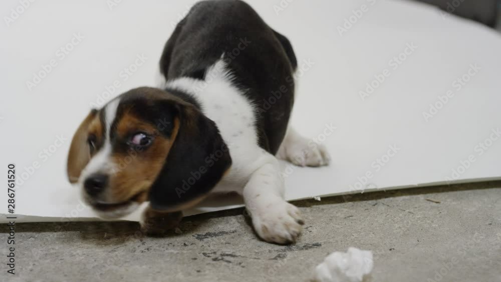 Baby Puppy Beagle on White Background playful slow motion Baby Puppy Beagle on White Background playful slow motion
