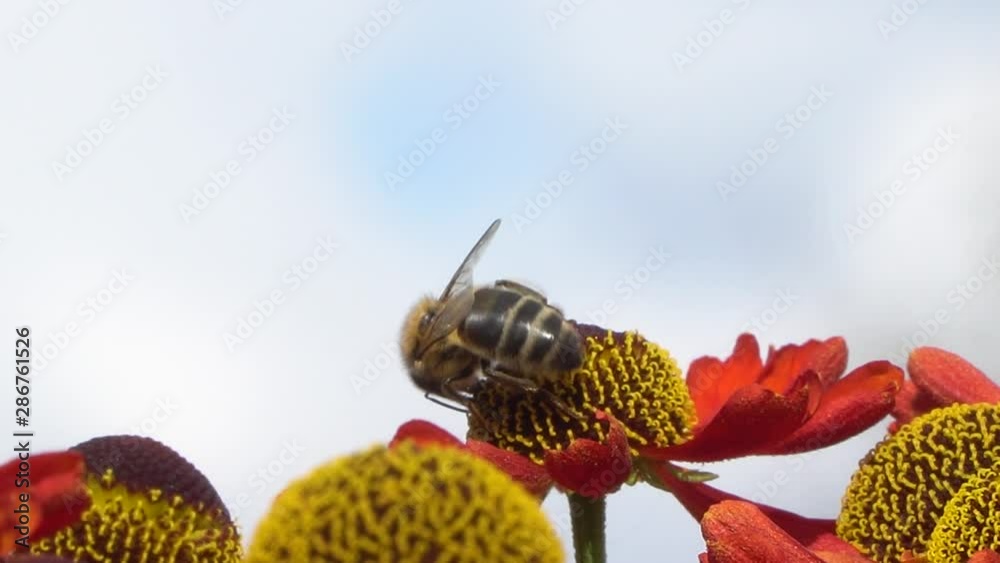 Bee collecting nectar from a red flower on a blury gray backround. Vibrant close-up footage.
