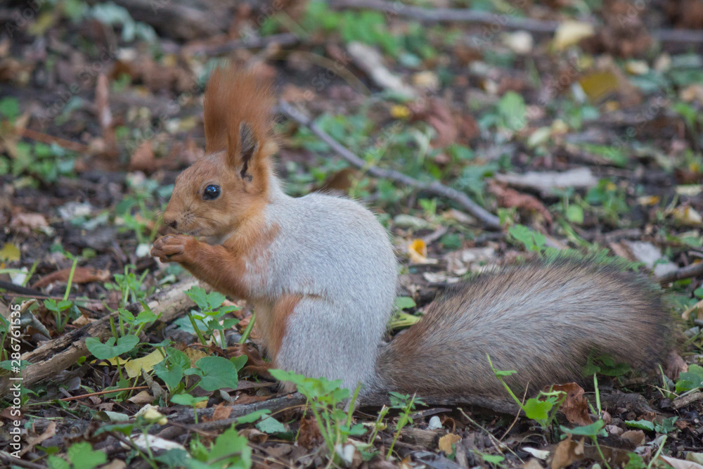 Squirrel Squirrel