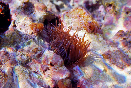 Yellow aiptasia glasrose Mediterranean sea anemone -  Aiptasia diaphana photo