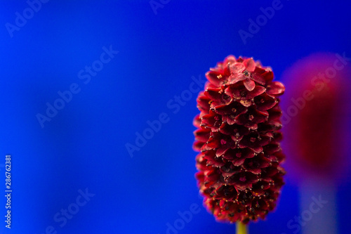 Beautiful red flower on green natural background. Macro. Sanguisorba officinalis. Close up. Copy space for text photo