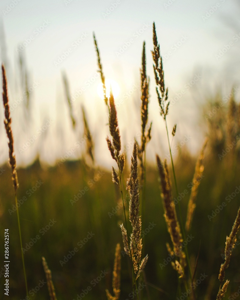 Fototapeta premium grass in the wind