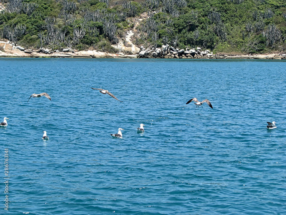 Seagulls - Arraial do Cabo - Rio de Janeiro - Brazil