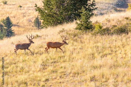 Bucks in Grouse Meadow