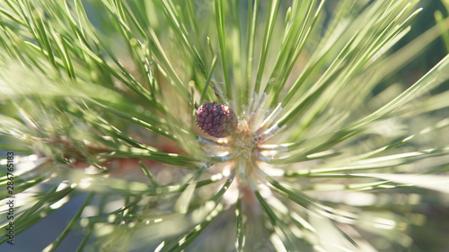 Close up view of a brown pine cone with green pine needles surrounding it