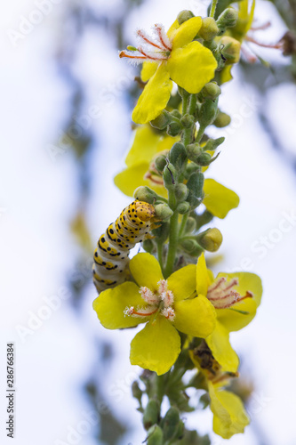 The mullein moth, (Cucullia verbasci), is a noctuid moth. Verbascum speciosum is a species of flowering plant in the figwort family known by the common name Hungarian mullein or showy mullein. photo