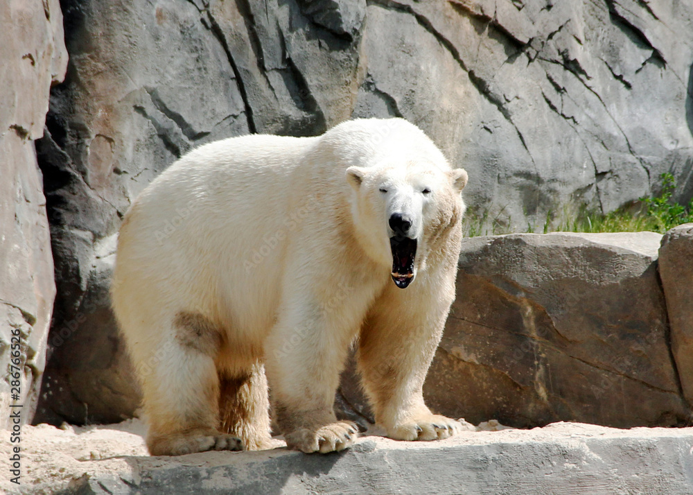 auf einem Plateau stehender Eisbär, lateinisch Ursus maritimus auf einem Plateau stehender Eisbär, lateinisch Ursus maritimus