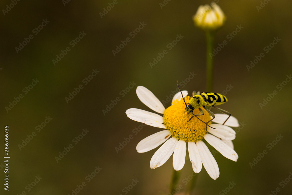 Obraz premium Chlorophorus varius, the grape wood borer, is a species of beetle in the family Cerambycidae. Tripleurospermum inodorum, wild chamomile, mayweed, false chamomile, and Baldr's brow.