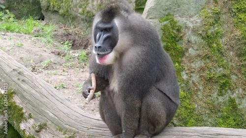 Portrait of Drill monkey, Mandrillus leucophaeus	 photo