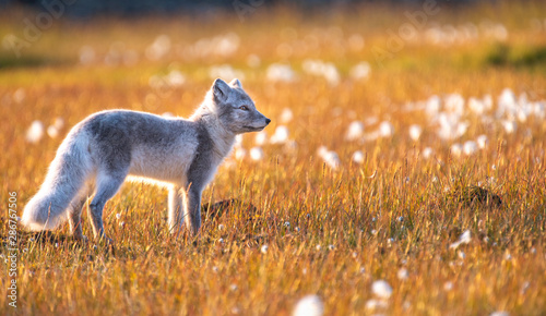 Arctic Fox in autumn, Longyearbyen, Spitsbergen