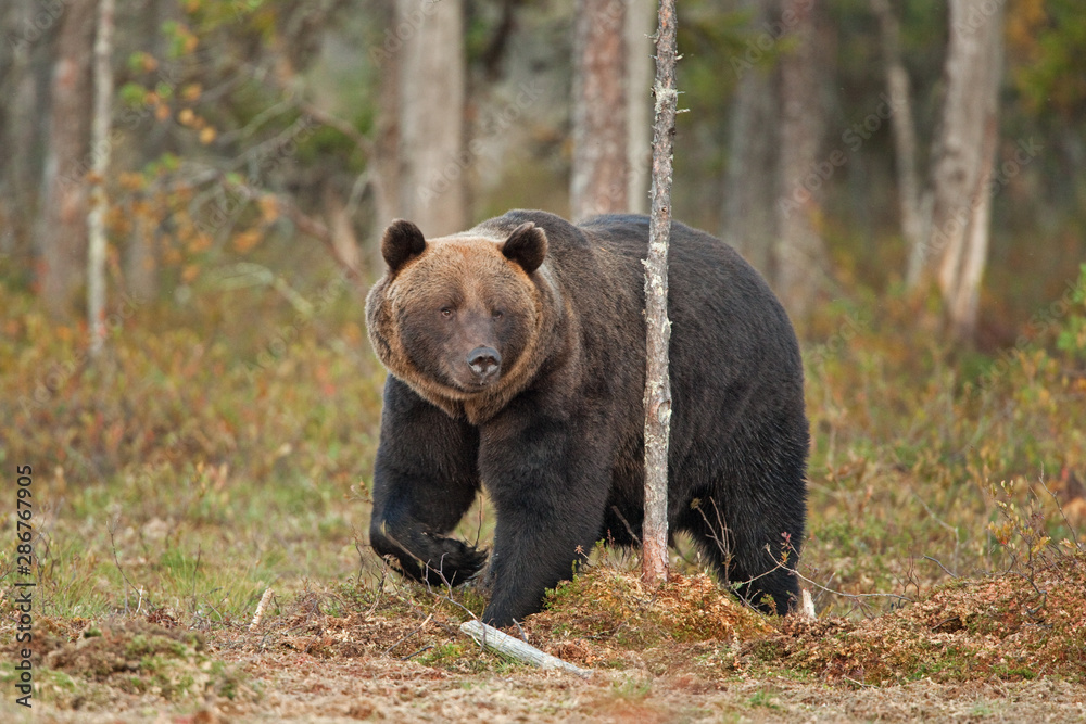 brown bear, ursus arctos, Finland