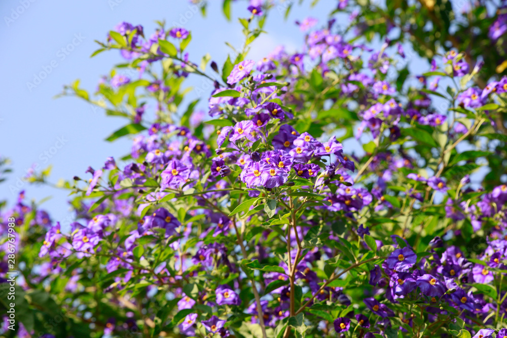 Fototapeta premium Enzianstrauch, Kartoffelbaum (Lycianthes rantonnetti)