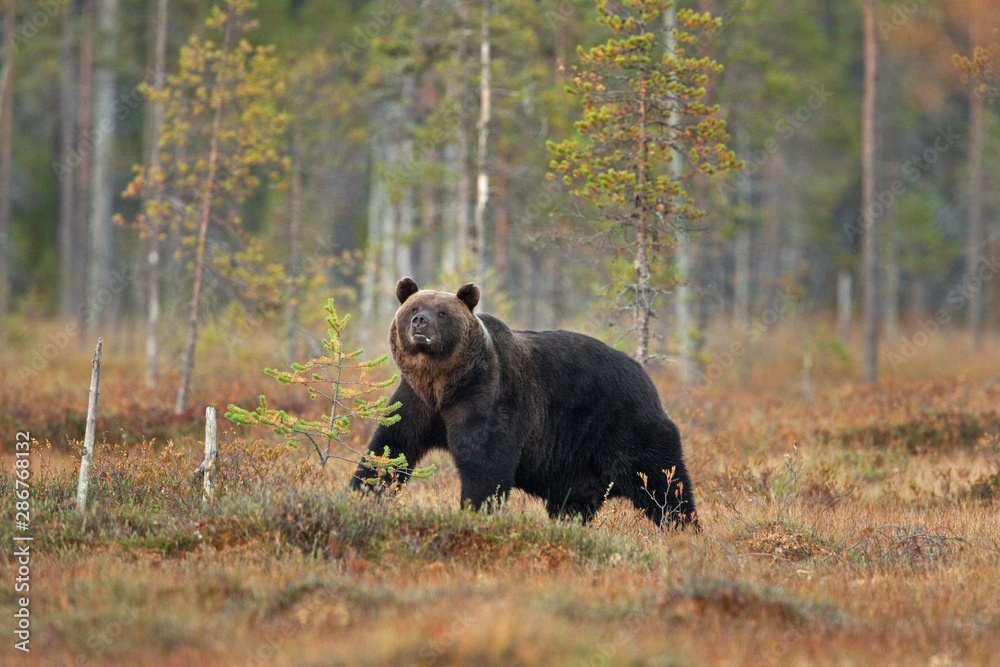 brown bear, ursus arctos, Finland brown bear, ursus arctos, Finland