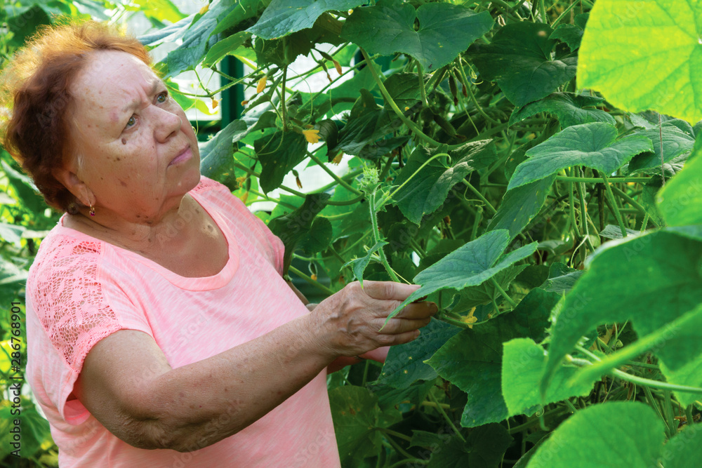 Portrait of an elderly woman who harvests cucumbers in a greenhouse. Portrait of an elderly woman who harvests cucumbers in a greenhouse.