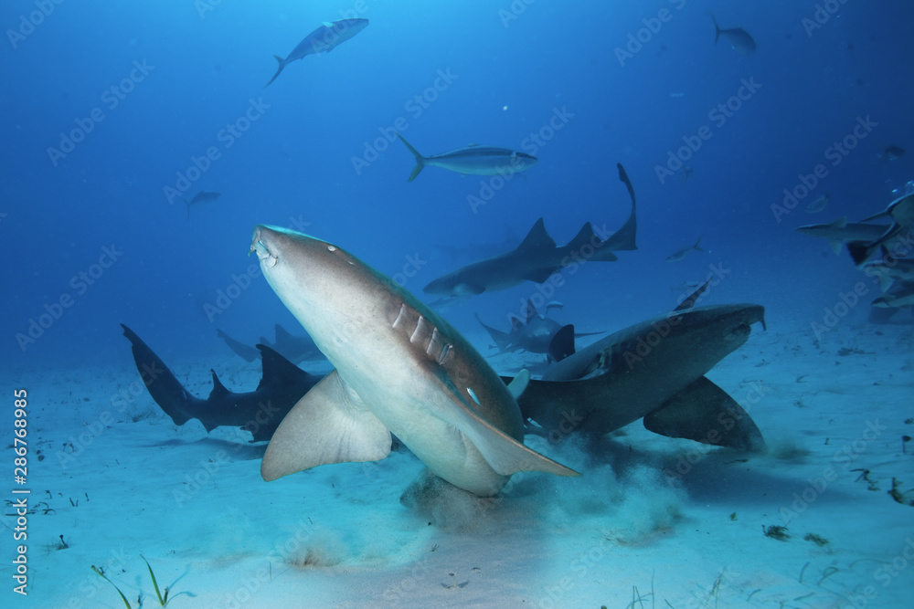 Fototapeta premium nurse shark, ginglymostoma cirratum, The Bahamas, Bimini island