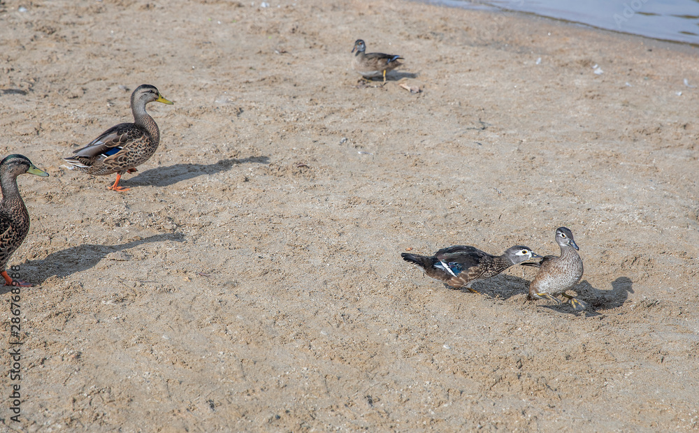 Fototapeta premium Ducks on Beach by Mountain Lake