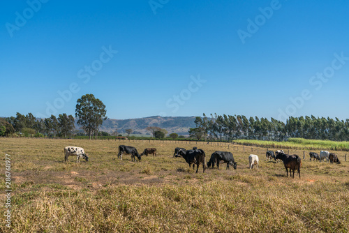 Dairy cattle grazing