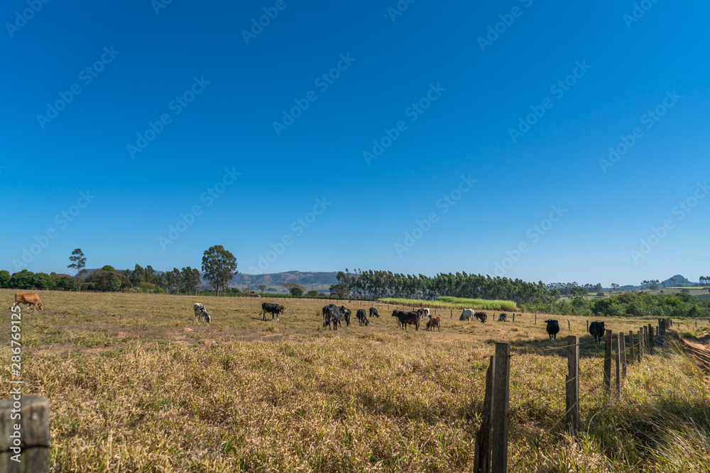 Dairy cattle grazing