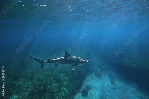 Caribbean reef shark, carcharhinus perezi,The Bahamas, Bimini island