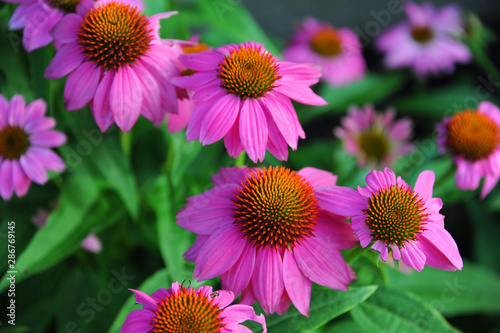 Cone Flowers in Magenta