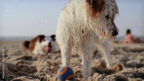 Parson Russell Terrier dog playing with a ball and digging in beach sand