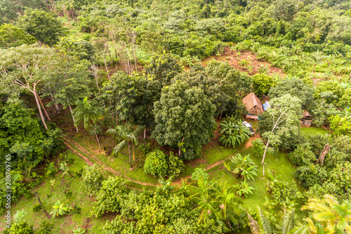 Amazon Agroforestry Parcel/Land with a Variety of Tropical Crops a Bananas, Brazil Nuts, Copoazu, Papaya, Pineapple, Yuca and More photo
