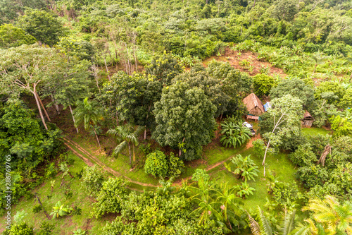 Amazon Agroforestry Parcel/Land with a Variety of Tropical Crops a Bananas, Brazil Nuts, Copoazu, Papaya, Pineapple, Yuca and More