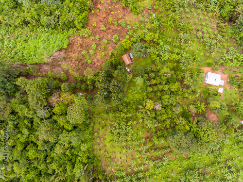 Amazon Agroforestry Parcel/Land with a Variety of Tropical Crops a Bananas, Brazil Nuts, Copoazu, Papaya, Pineapple, Yuca and More photo