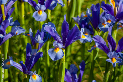 blue iris in the garden