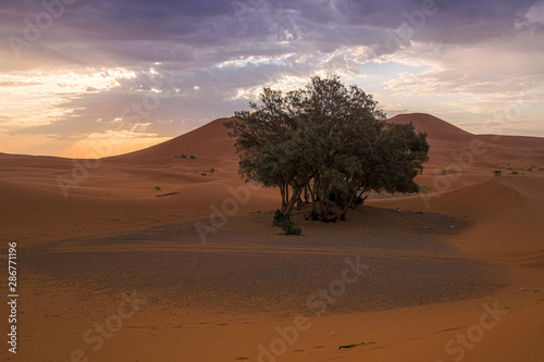 lone tree in the desert, Merzouga, Morocco photo