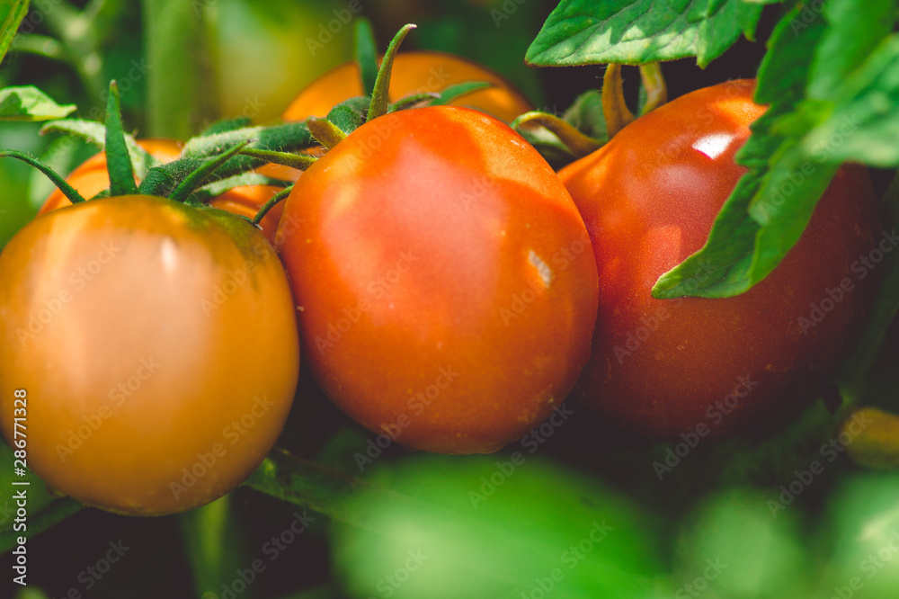 Red ripe and green ripening tomatoes on the branch of the plant close-up.Photo.