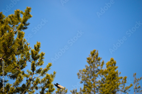 Clarks Nutcracker bird dives from the top of a pine tree in Yellowstone National Park and is caught mid-dive