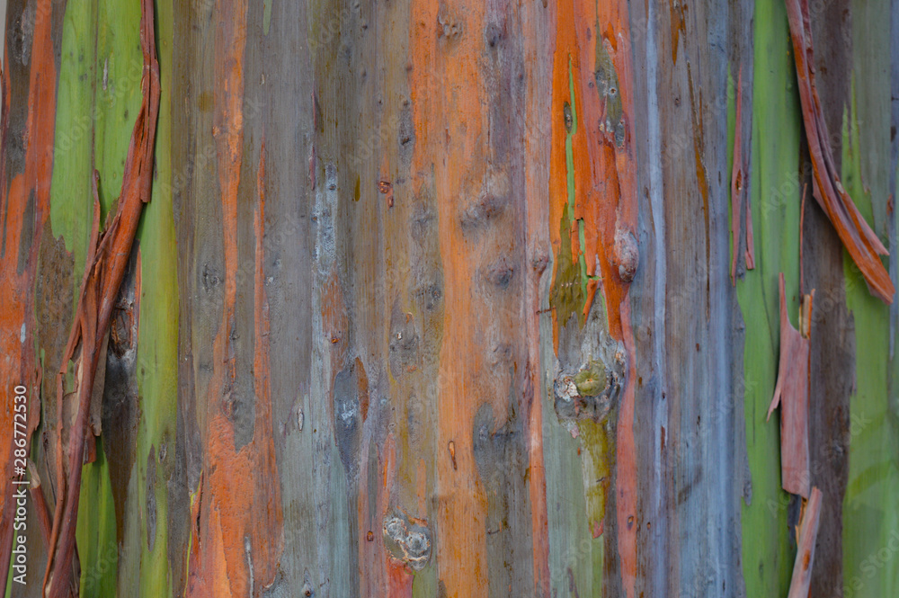 Rainbow Eucalyptus tree bark texture of beautiful greens, oranges, and greys Rainbow Eucalyptus tree bark texture of beautiful greens, oranges, and greys