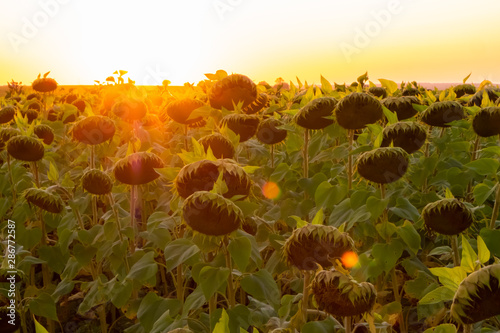 sunflowers at sunset