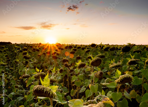 sunflowers at sunset