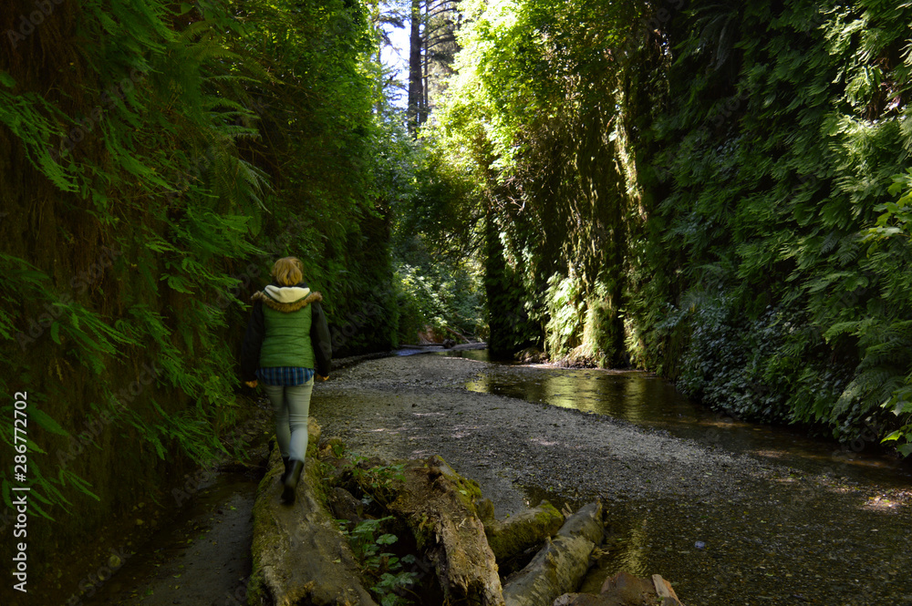 Hiker makes her way through the belly of Fern Canyon in Redwoods National Park, California